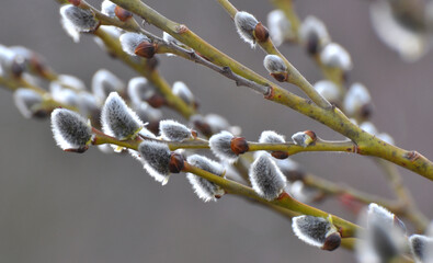 Flowering branch of willow (Salix caprea) © orestligetka