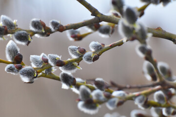 Flowering branch of willow (Salix caprea)