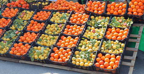 lots of citrus fruit crates with ripe oranges and yellow lemons for sale in the greengrocer s stall at the open-air vegetable market