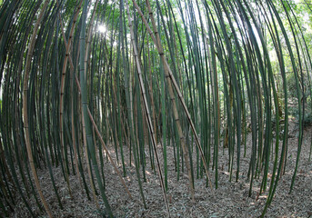 forest of dense very tall bamboo canes