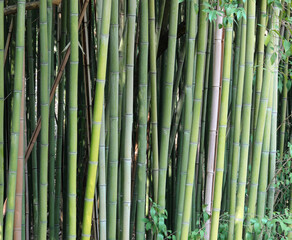 asian reeds of a bamboo forest