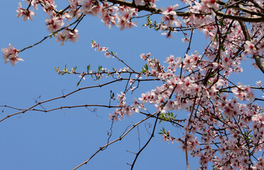 Small pink flowers of peach tree in spring