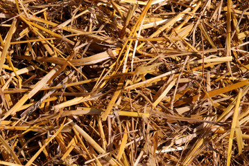 background of dry hay and straw in the stable
