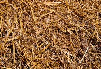 dry hay and straw in the stable © ChiccoDodiFC