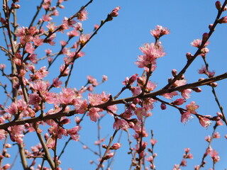 Peach. Or Prunus persica tree flowers, blossoming in March, in Veria, Greece
