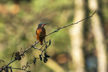 Eisvogel sitzt im Sonnenlicht auf einem Zweig