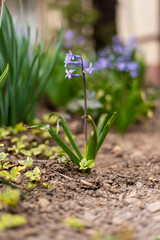Elegant blue hyacinth flower in garden