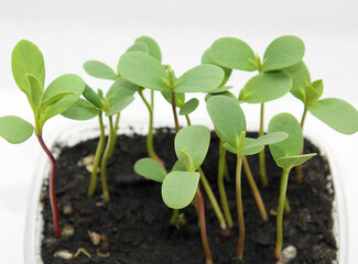 Flower seedlings spurge mountain snow in a container