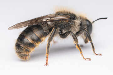 Zweifarbiege Schneckenhausbiene (Osmia bicolor) ♂ auf weißem Hintergrund