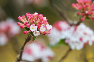 Cherry blossom buds close-up