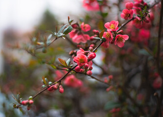 Fototapeta na wymiar Fresh red bud on branch on early spring day