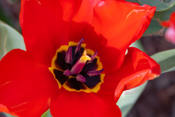 Red tulip, close-up