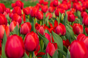Red tulips in a field