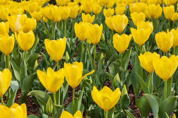 Yellow tulips in a field