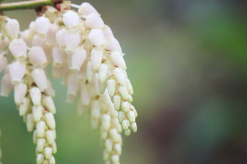 Lily of the Valley Shrub