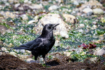 Crow