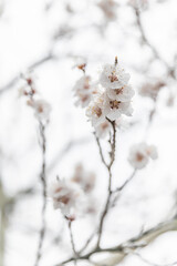 Spring blossoming wild nature with cloudy day