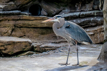 Great Blue Heron