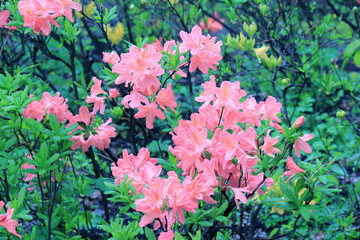 Evergreen growth - rhododendron, during the flowering period.