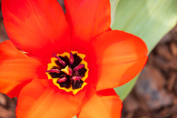 Red tulip, close-up