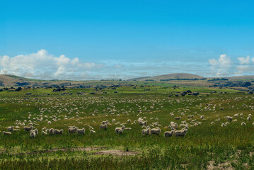 New Zealand Sheep Station