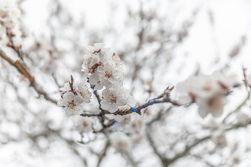 Spring blossoming wild nature with cloudy day