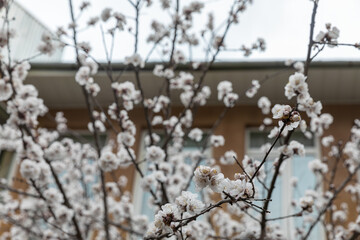 Spring blossoming wild nature with cloudy day