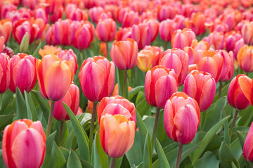 Fototapeta premium Pink and orange tulips in a field