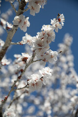 spring blossoming tree apple or cherry 