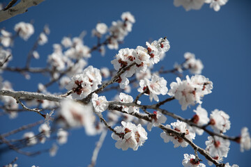 spring blossoming tree apple or cherry 