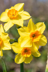Daffodil (narcissus) flowers in bloom