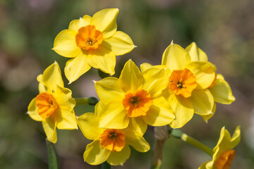 Daffodil (narcissus) flowers in bloom