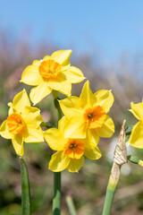 Obraz premium Daffodil (narcissus) flowers in bloom