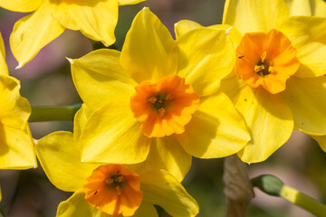 Fototapeta na wymiar Daffodil (narcissus) flowers in bloom