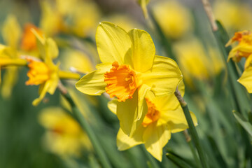 Daffodil (narcissus) flowers in bloom