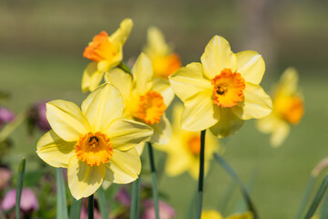 Daffodil (narcissus) flowers in bloom