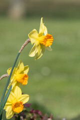 Daffodil (narcissus) flowers in bloom