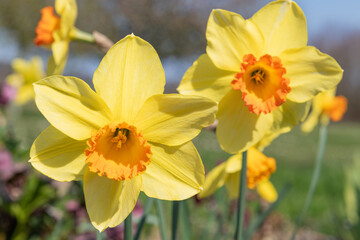 Daffodil (narcissus) flowers in bloom