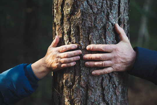 Senior couple hands touching old tree trunk in the forest, love, support and care concept