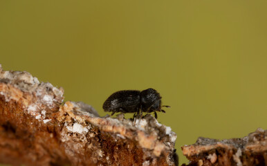 Bark beetle, Trypophloeus binodulus on aspen bark photographed with high magnification