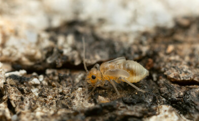 Booklouse on bark, macro photo with high magnification