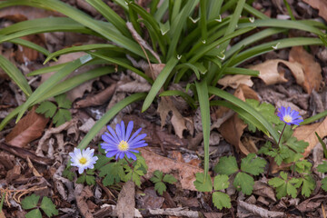 Purple and white spring flowers in the garden