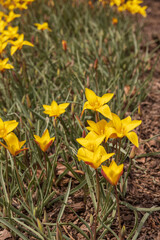 Yellow rain lilies in a field