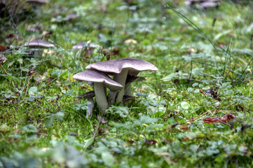 Mushroom in the grass