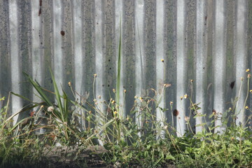 Old galvanized wall with ivy.