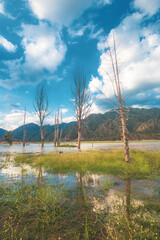 Obraz premium lake in the forest