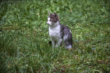 Cat in the grass