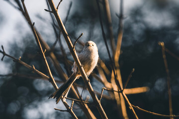 bird on a branch during spring
