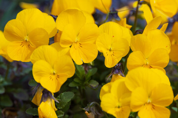 Obraz na płótnie Canvas Yellow pansies, flower close-up