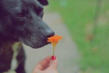 Perro olfateando una flor capuchina